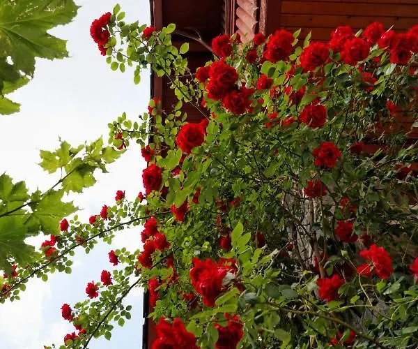 Stejeris Брашов